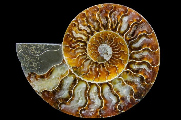 Cut & Polished Ammonite Fossil (Half) - Madagascar #158059